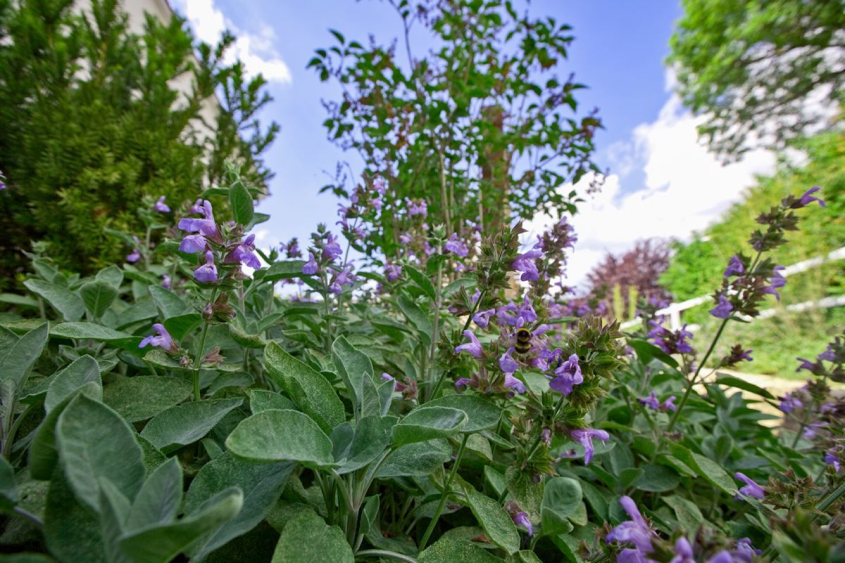 HS Gartenbau GmbH Hofer & Steiner Gartenbepflanzung