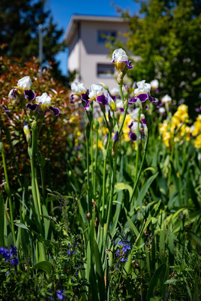 HS Gartenbau GmbH Hofer & Steiner - Begrünung