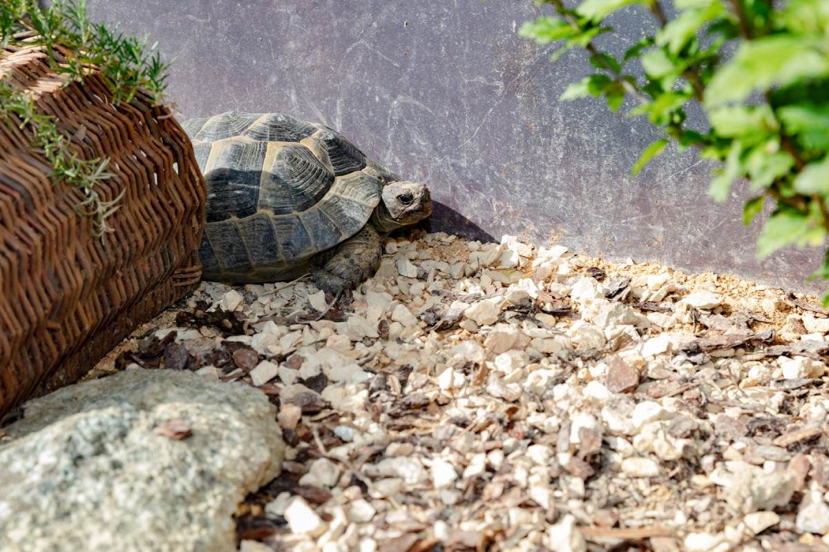 HS Gartenbau GmbH Hofer & Steiner Schildkröte am Gartenteich