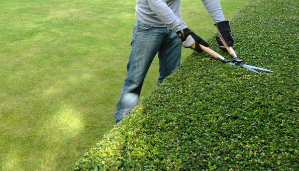 Gärtner schneidet eine Hecke